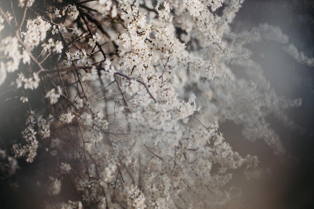 White beautiful flowers on the blooming tree in the early spring