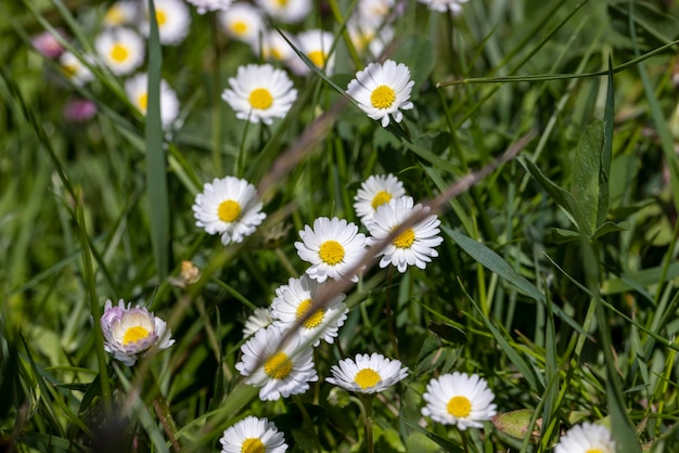 White beautiful flowers in green grass