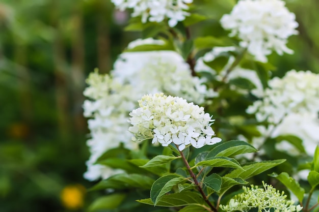 White beautiful flowers of the Hydrangea plant Outdoor decor in a park or garden