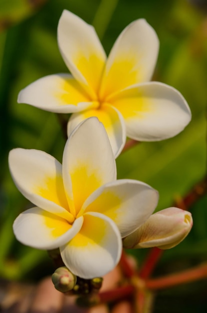 White beautiful flowers on nature background Spring