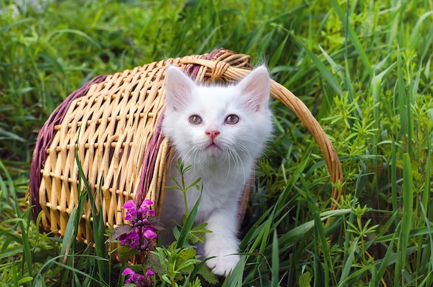 White beautiful kitten on the background of a basket and nature Postcard cover picturewallpaper