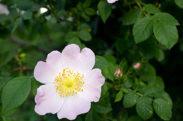 White beautiful rose hip flower