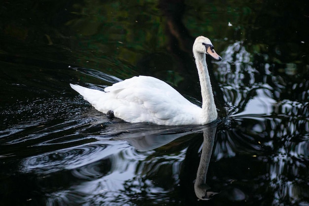 white beautiful swan swims in the lake