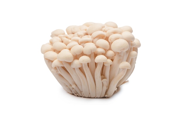 White beech mushrooms isolated on a white background