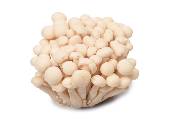 White beech mushrooms isolated on a white background