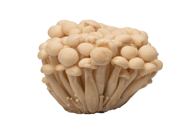 White beech mushrooms isolated on a white background