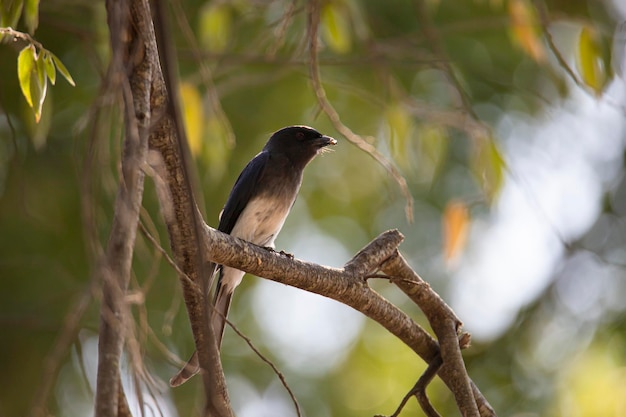 White-bellied drongo perched on a tree