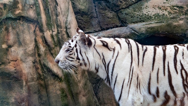 White bengal tiger close up