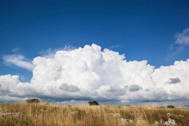 White big fluffy clouds blue sky trees anf yellow grass