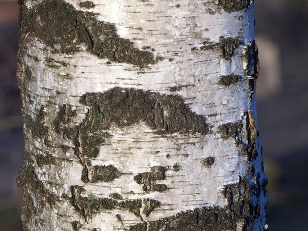 White birch bark with dashes natural background