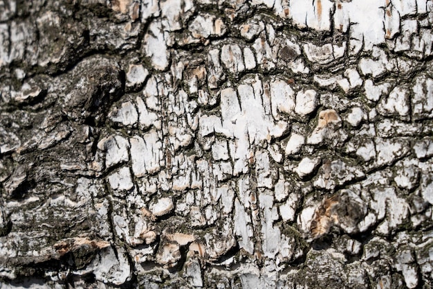 White birch tree bark background and copyspace