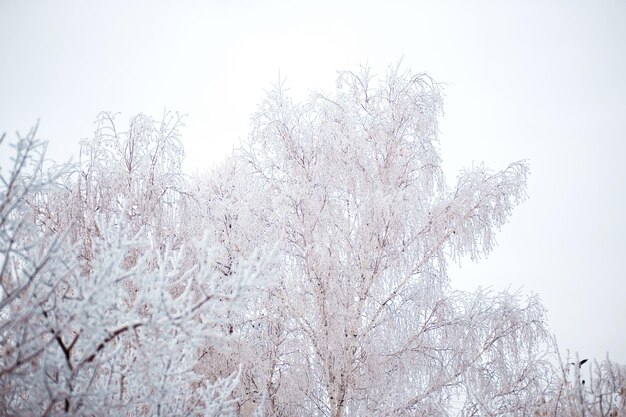 White birch trees covered with snow on sky background, winter, copy space