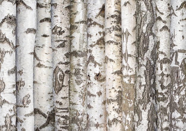 Photo white birch trunks background from trees