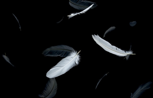 White Bird Feathers Floating in The Dark Feathers on Black Background Down Feathers