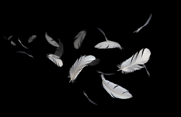 White Bird Feathers Floating in The Dark Feathers Flying on Black