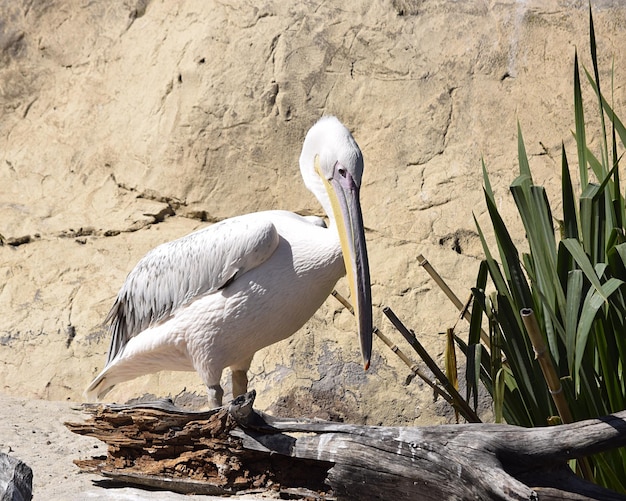 White bird perching on ground