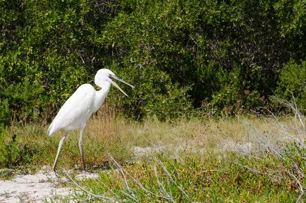 Photo white bird perching on plant against trees