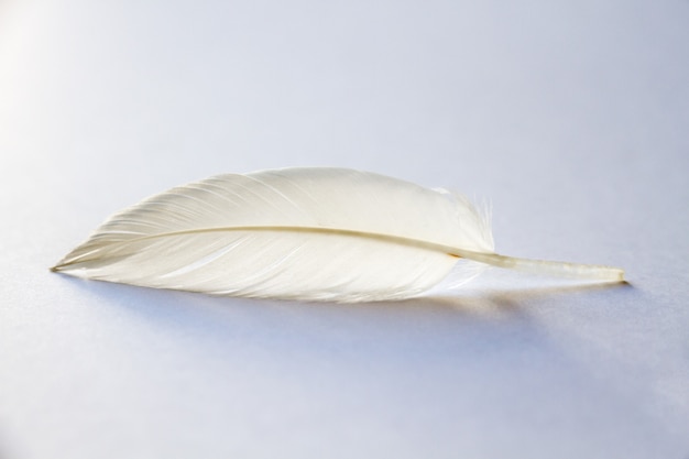 White bird wing feather on light background