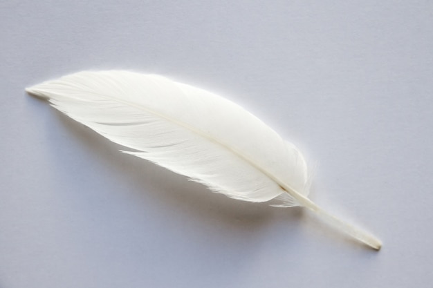 White bird wing feather on light background