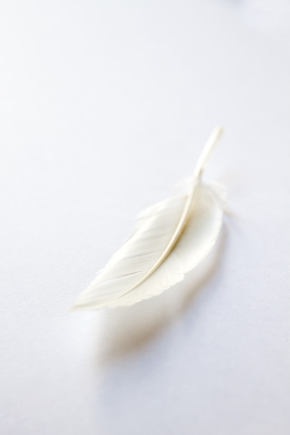 White bird wing feather on light background