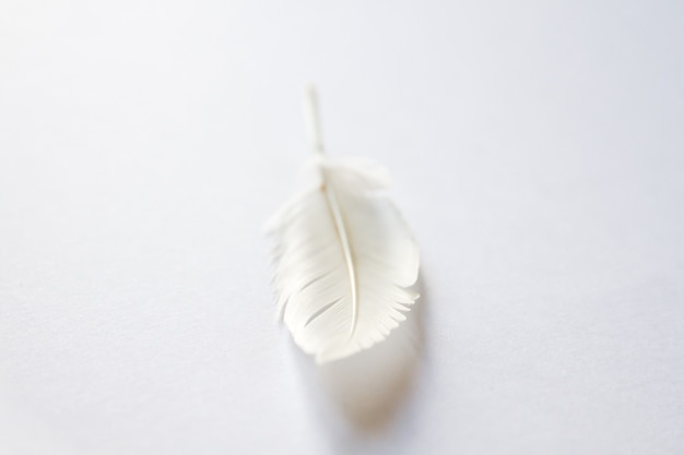 White bird wing feather on light background