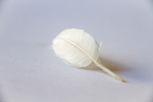 White bird wing feather on light background