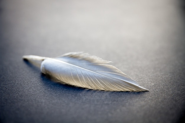 White bird wing feather resting on a dark elegant background