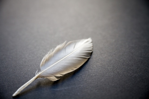 White bird wing feather resting on a dark elegant background