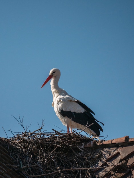 A white bird with a long beak stands on a roof.