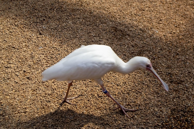 A white bird with a red head is walking on the ground.