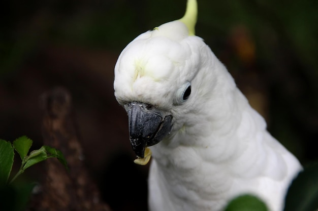 a white bird with a yellow beak and a black beak