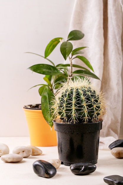 White, black decorative rocks and pebbles with cactus and succulent plant over grey wooden wall