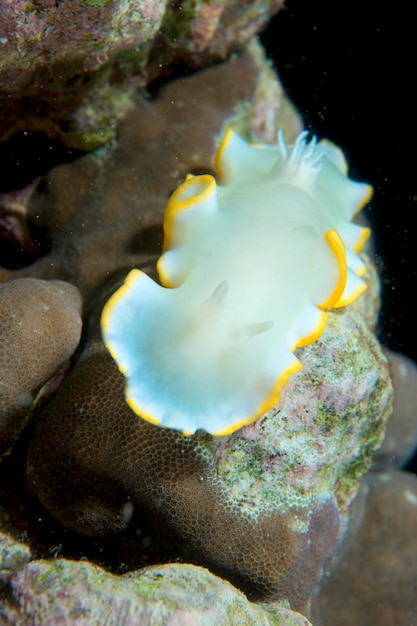 A white and black nudibranchc on coral in Cebu Philippines