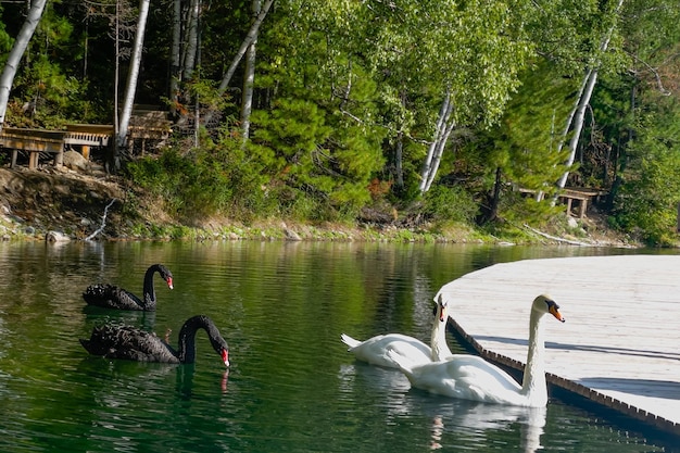 White and black swans in a beautiful lake