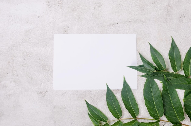 White blank greeting card and branch with leaves on conkrete table