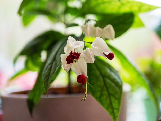 White Bleeding Heart Clerodendrum Thomsoniae Bleedingheart vine Beautiful red flower with white heartshape petals blossom