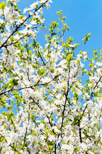 White blooming cherry tree crown and blue sky