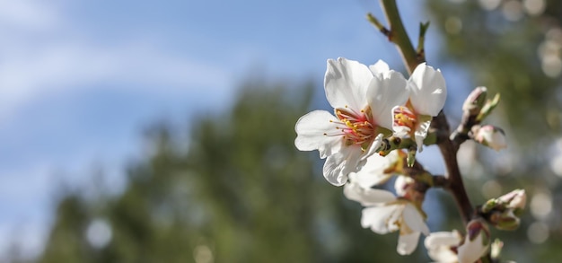 White blooming flowers on almond tree branch