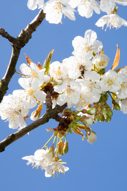 White blooming flowers on the tree