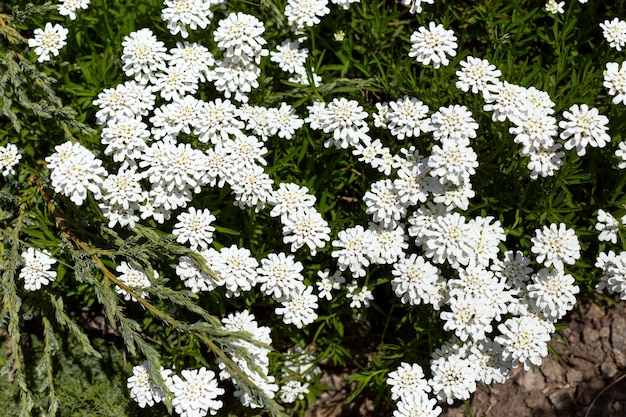 White blooming iberis sempervirens in the garden