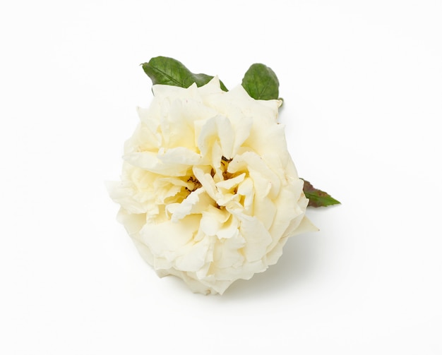 White blooming rose on a white space