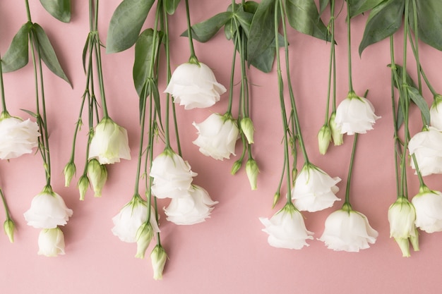 white blooming roses placed on pastel pink background.