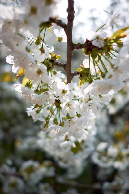 White blooming tree of sakura in spring. Spring concept.