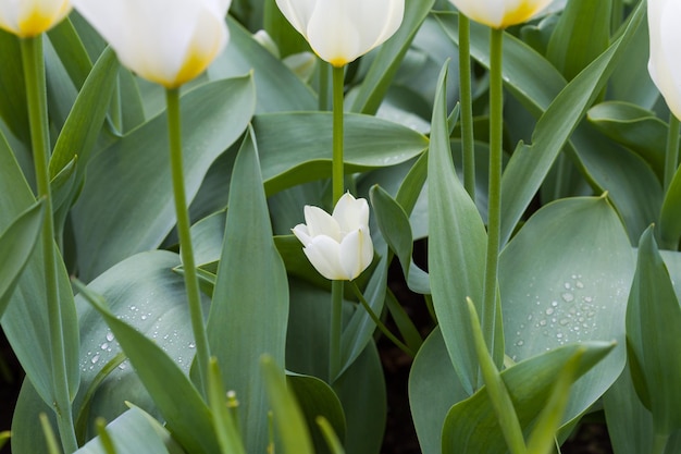 White blooming tulips bunch of beautiful blooming flowers in a dutch tulip park