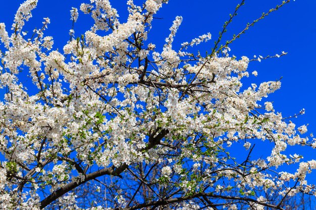 White blossom of cherry tree at spring