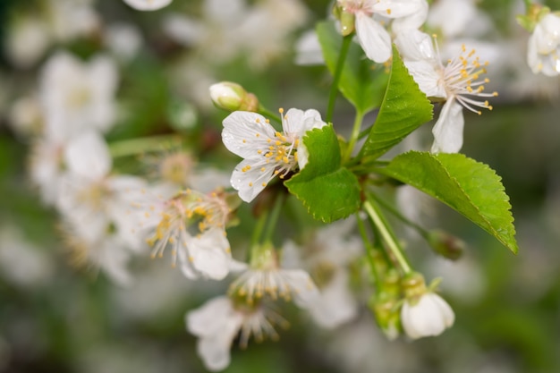 White Blossom in Spring