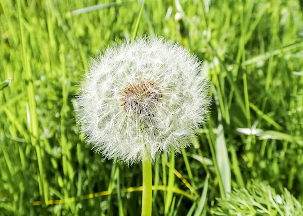 White blossomed dandelion flower closeup in green grass