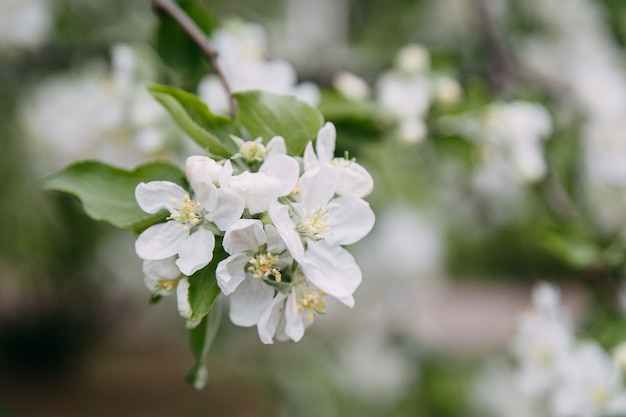 White blossoming apple trees in the sunset light. Spring season, spring colors.