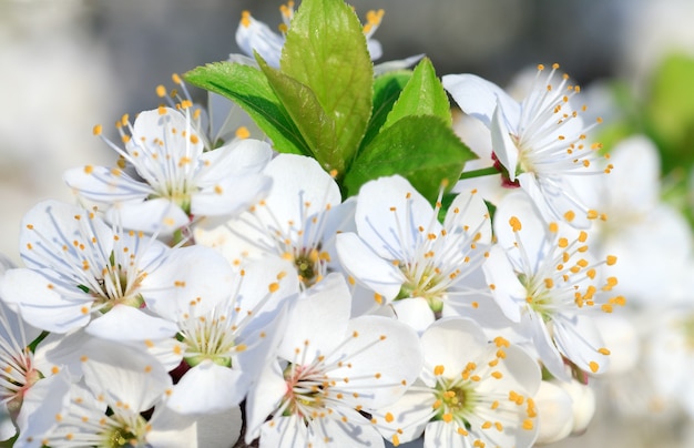 White blossoming twig of "China cherry" tree (macro)