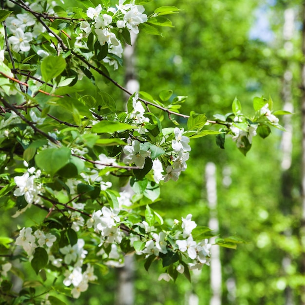 White blossoms of cherry in green spring forest